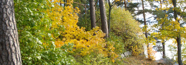 Syksyistä luonnon kauneutta